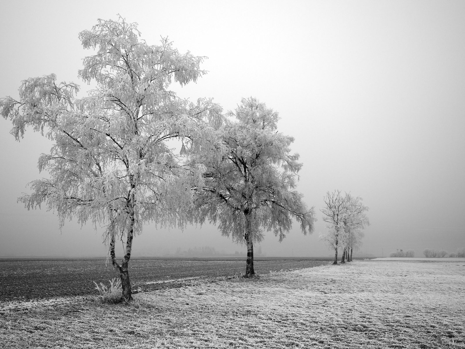 Frozen Tree Best Background Full HD1920x1080p, 1280x720p, – HD Wallpapers Backgrounds Desktop, iphone & Android Free Download